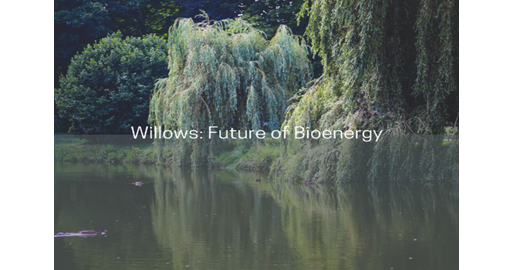 Willows Future of Bioenergy