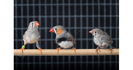 Effects of nicotinic administration during developmental learning on the spectral and temporal features of songs in the zebra finch 